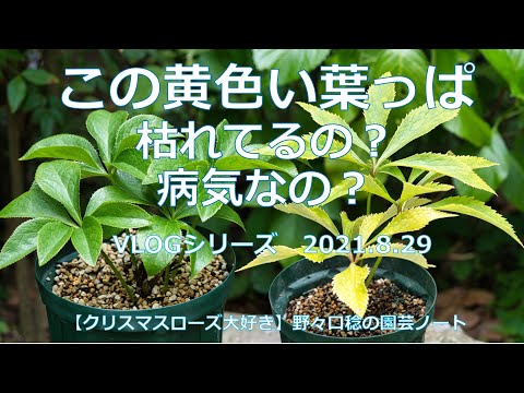 この黄色い葉っぱ 枯れてるの 病気なの Youtube