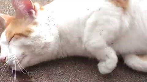 Cat gets high on catnip | 4K