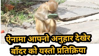 बाँदर ले खोर्सानी खाको ऐना हेरेको देख्नु भाको छ , यस्तो छ बाँदरको चर्तिकला