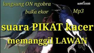 suara PIKAT Kacer memanggil lawan | langsung ON ngobra | buka ekor konslet mp3