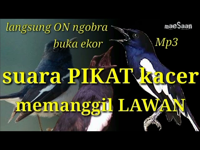 suara PIKAT Kacer memanggil lawan | langsung ON ngobra | buka ekor konslet mp3 class=