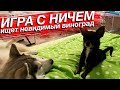 Чихуахуа играет с ничем! Игра в ничто и невидимый виноград