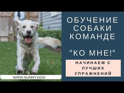 Обучение собаки команде "Ко мне".  Нужно начинать с лучших упражнений.