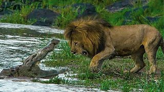 10 CRAZIEST Animal Fights Caught On Camera