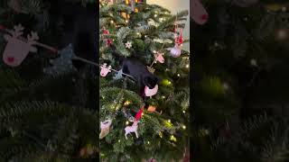 Kitten Climbs Down Christmas Tree With Decoration in Mouth
