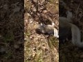 CUTE BABY SQUIRREL calls for MoM.