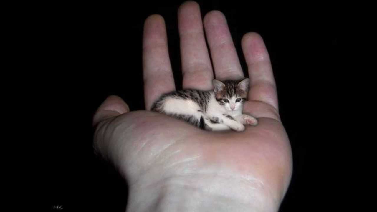 Resultado de imagem para imagem do menor gato do mundo