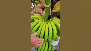 Banana Bunch Cutting Technique with a Special Knife #smartfarming #gardeningtips