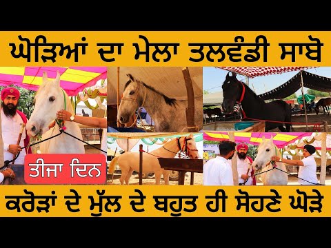 ਘੋੜਿਆਂ ਦਾ ਮੇਲਾ ਤਲਵੰਡੀ ਸਾਬੋ • ਤੀਜਾ ਦਿਨ • Horse Mela Talwandi Sabo • ਕਰੋੜਾਂ ਦੇ ਭਾਅ ਦੇ ਘੋੜੇ #horse