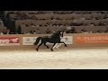 Maurits 437 Hengstenkeuring 2017! Faderpaard. Friesian horse!
