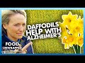 Can Daffodils help with Alzheimer&#39;s? 🌼