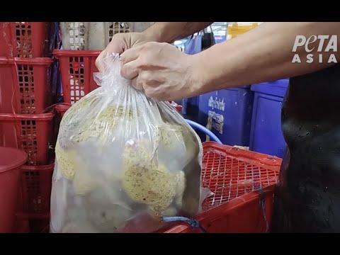 Vous n’allez pas croire ce qu’ils font aux grenouilles avec juste un sac et de l’eau glacée