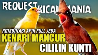 Download Lagu FULL APIIK‼️KOMBINASI KENARI MANCUR SAMBUNG CILILIN KUNTI JERNIH || KENARI VS CILILIN PANJANG JERNIH MP3 Download Lagu FULL APIIK‼️KOMBINASI KENARI MANCUR SAMBUNG CILILIN KUNTI JERNIH || KENARI VS CILILIN PANJANG JERNIH MP3