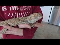 Des Moines community rallies to save 147 animals after reptile sanctuary fire
