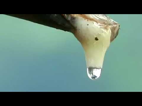 natural video