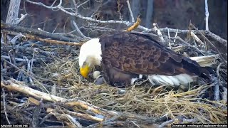 MN DNR Eagles ~ Minnesota DNR Eaglet Hatches! Welcome To The World Little One! 🐣 3.26.23