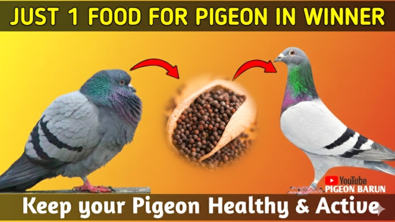 Winter Care Tips for Pigeons 🕊️ | Keep Pigeons Healthy in Cold Season
