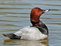 Canvasback Aythya Valisineria Sound And Call Beautiful Duck Bird Pictures Volcanoofbeauty5481 Canvasback Aythya Valisineria Sound And Call Beautiful Duck Bird Pictures Volcanoofbeauty5481