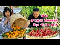 Thu hoạch 5 loại CHERRY, QUÝT ngọt trĩu cành tại vườn nhà Thảo Cali ở Mỹ