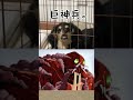 普段可愛いのに...よく見ると巨神兵w #shorts #youtubeshorts
