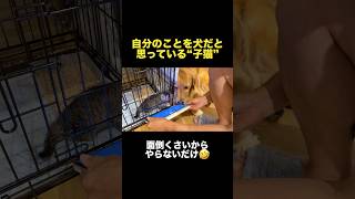 自分のことを犬と思い込んでいる子猫...【ゴールデンレトリバー・ボーダーコリー】