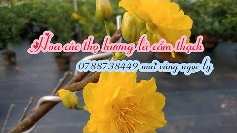 #0788738449 cúc thọ hương lá cẩm thạch 250k/1 cặp bao ship