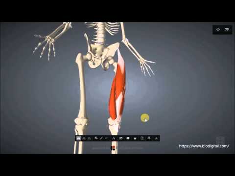 Video: Jaká je běžná inzerce m. quadriceps femoris?