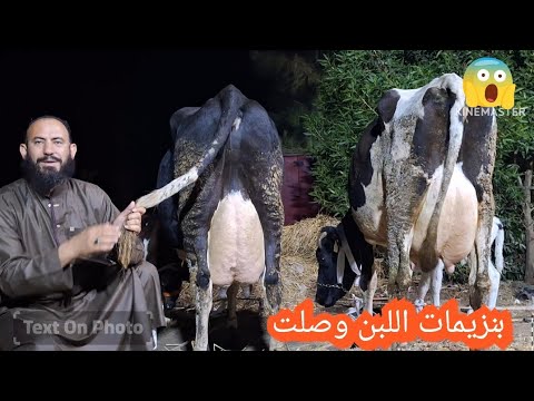 انهيار ابو يوسف راجع بمحطات اللبن بقرتين والدين صابح اعلى انتاجيه في الحليب