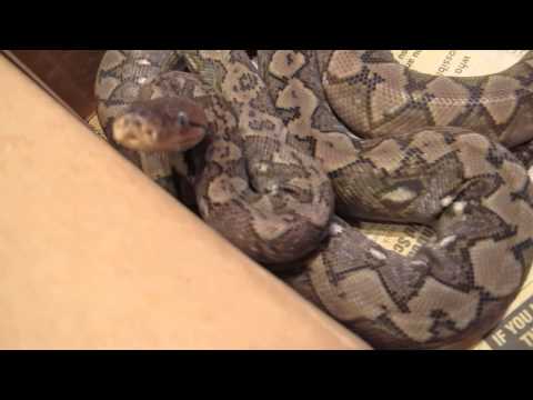 WC 2014 female Kalaotoa Reticulated Python. Video from Feb. 22, 2015