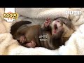 본 영상은 지나치게 귀여우니 모쪼록 심장과 원만한 합의보시길 바랍니다ㅣHeart Aches 'Cause Of This Super Cute Baby Otter Video