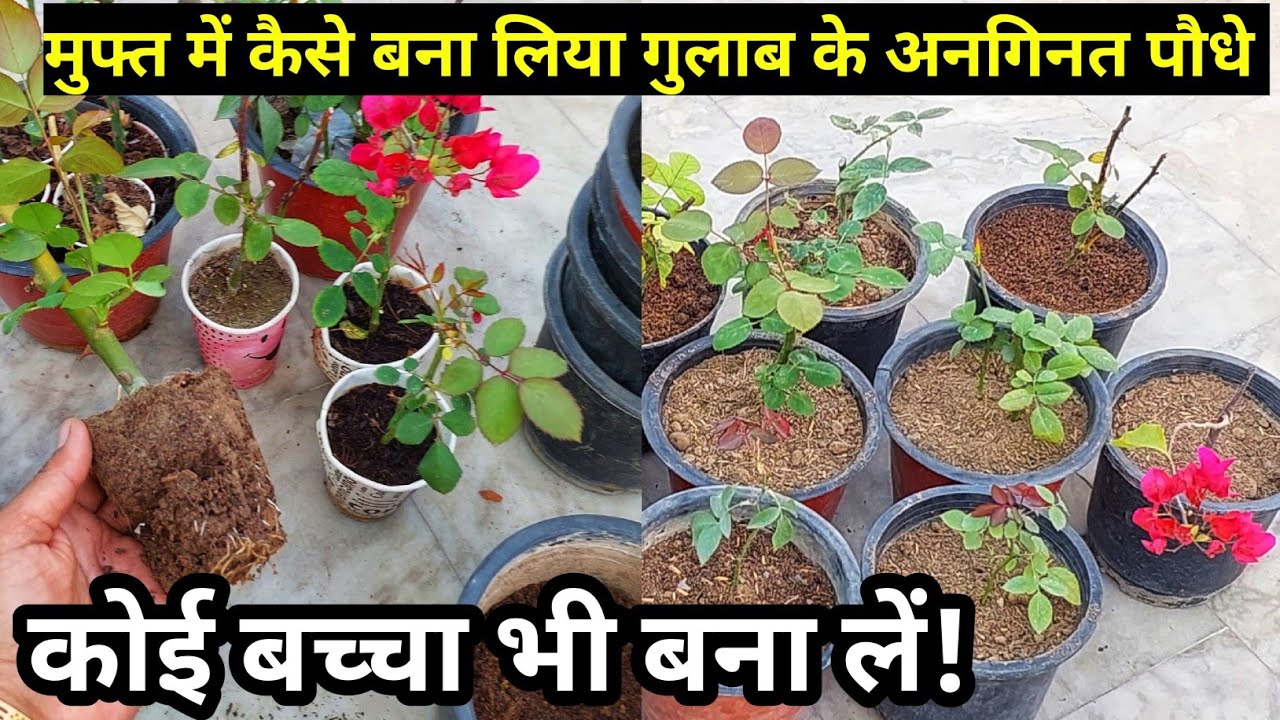 Rose plant growing tips.How to grow rose plant cuttings.Rose plant care
