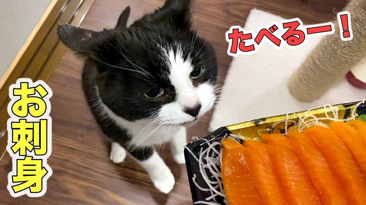 猫、サーモンの刺身に大興奮！パパの手料理はエビピラフ【2月のウマウマデー】