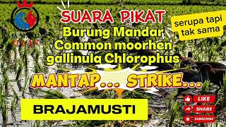Suara pikat burung mandar Common MOORHEN Gallinula Chloropus #suarapikat #suarapikatburung 