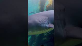 Mommy Shark