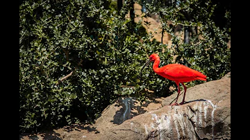 CH5 Nature Documentary - Land of the Scarlet Ibis (1999)