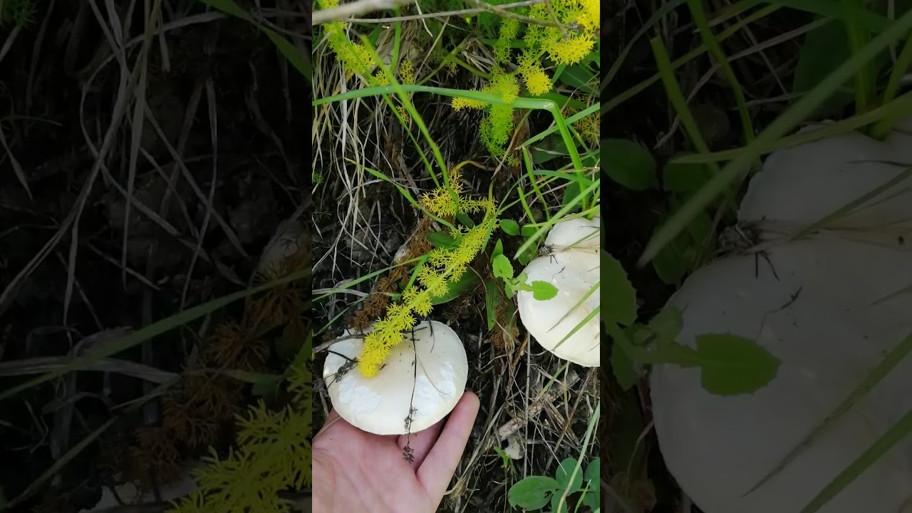 Funghi. Mushroom, funghi incredibili, funghi bianchi, amazing mushroom.