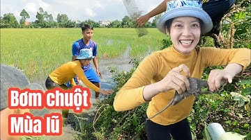 Bom heo đồng mùa nước nổi miền tây - CGQ 574