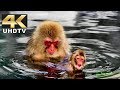 Harmonic 4K Demo - Snow Monkeys in Dolby Digital