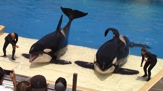 One Ocean (Full Show) at SeaWorld San Diego on 62416