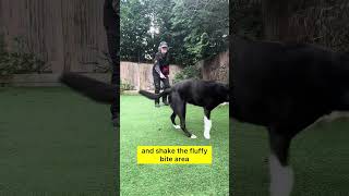 If Your Dog Loves To Chase... Whip It Flirt Pole Tug - E - Nuff