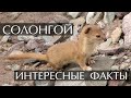 Солонгой (Сусленник) - интересные факты