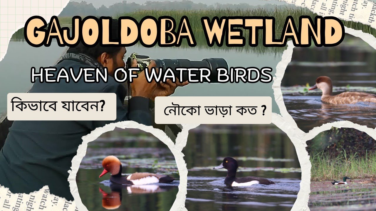 Explore Gajoldoba | A bird watching heaven | Wetland | Bird Photography | North Bengal