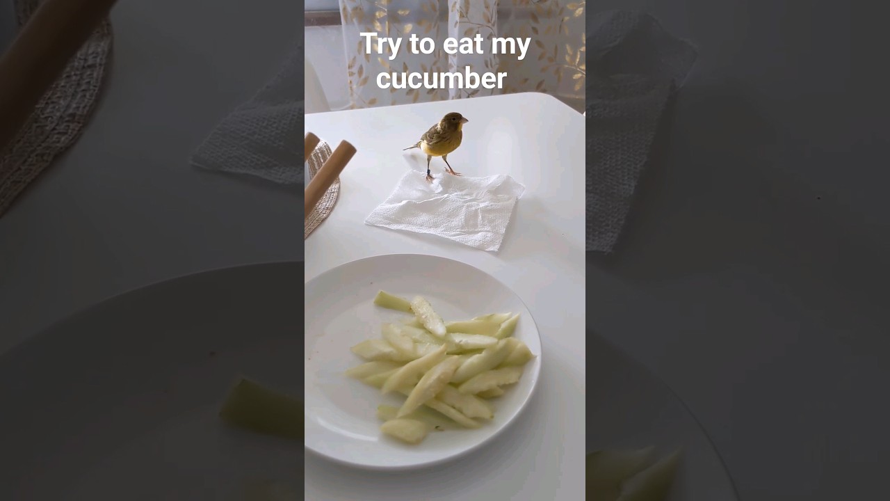 Watch cucumber is ok #canary #bird #birdwatching on YouTube Watch cucumber is ok #canary #bird #birdwatching on YouTube