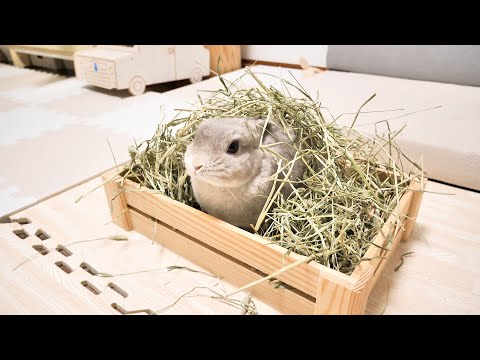 h.NAOTOCHANNEL Hエイチナオトチャンネル エイチ うさぎ耳付
