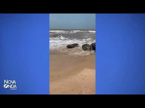 Elefante-marinho é visto em praia de Conceição da Barra