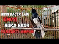 AWAS KACERMU KONSLET JEBOL EMOSINYA DENGAR INI LANGSUNG ON BONGKAR ISIAN !! KACER GACOR ISIAN