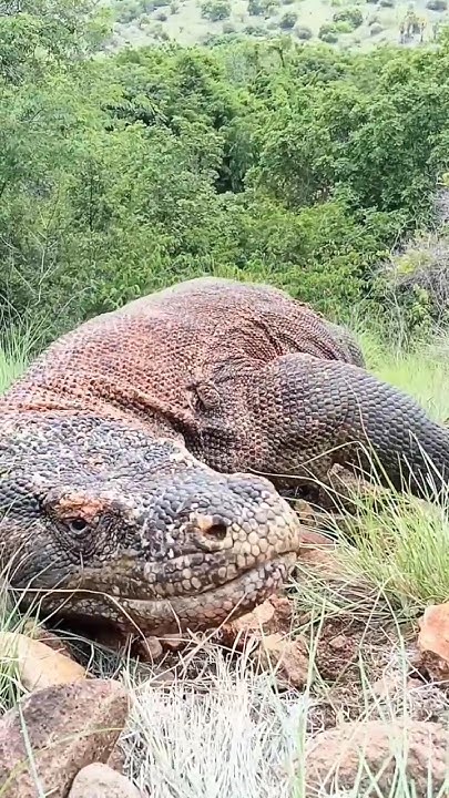 How Komodo dragons clean their mouths‼️ - YouTube