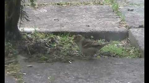 House Sparrow fledgling