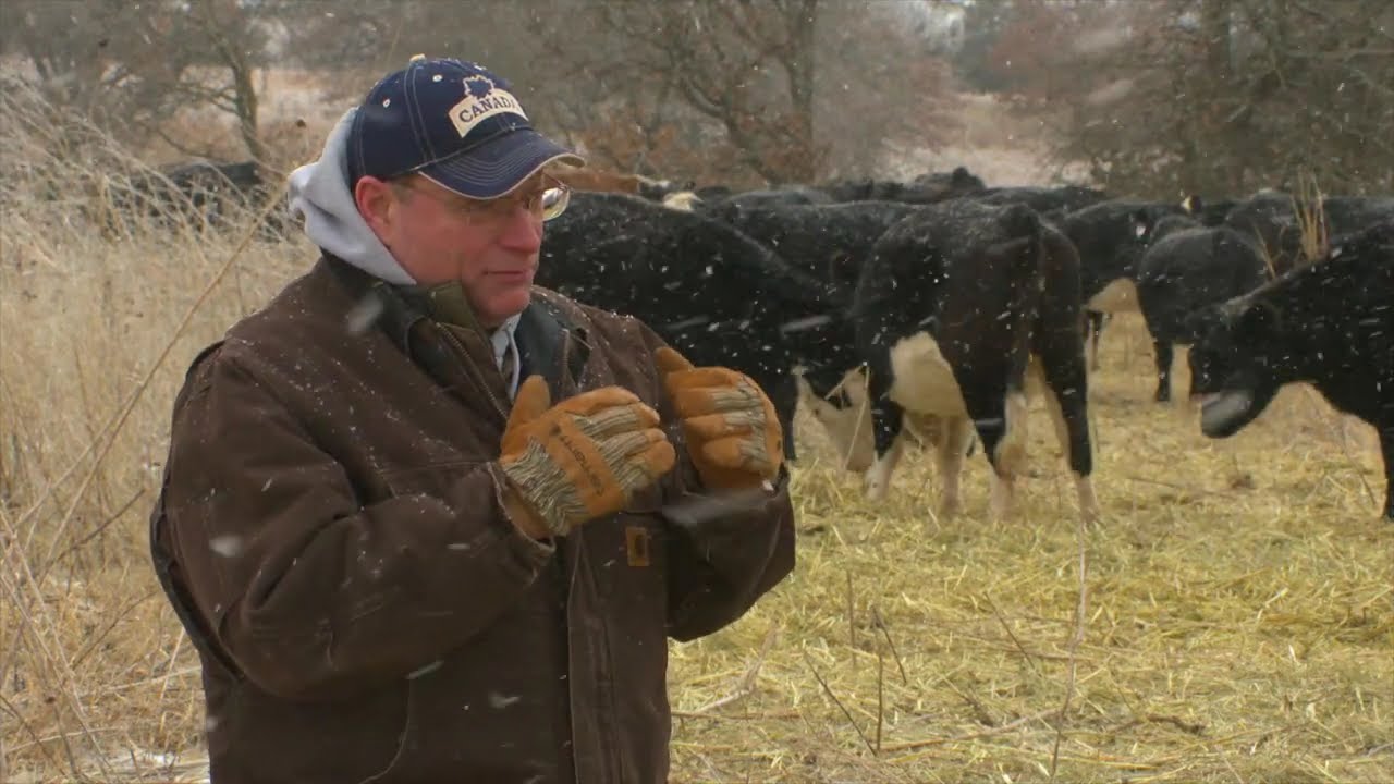 How to Protect Your Cattle in Extreme Cold — Expert Tips from Paul Beck ❄️🐄