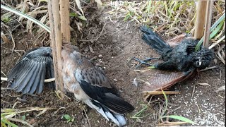 create trap catch birds in the cow pasture